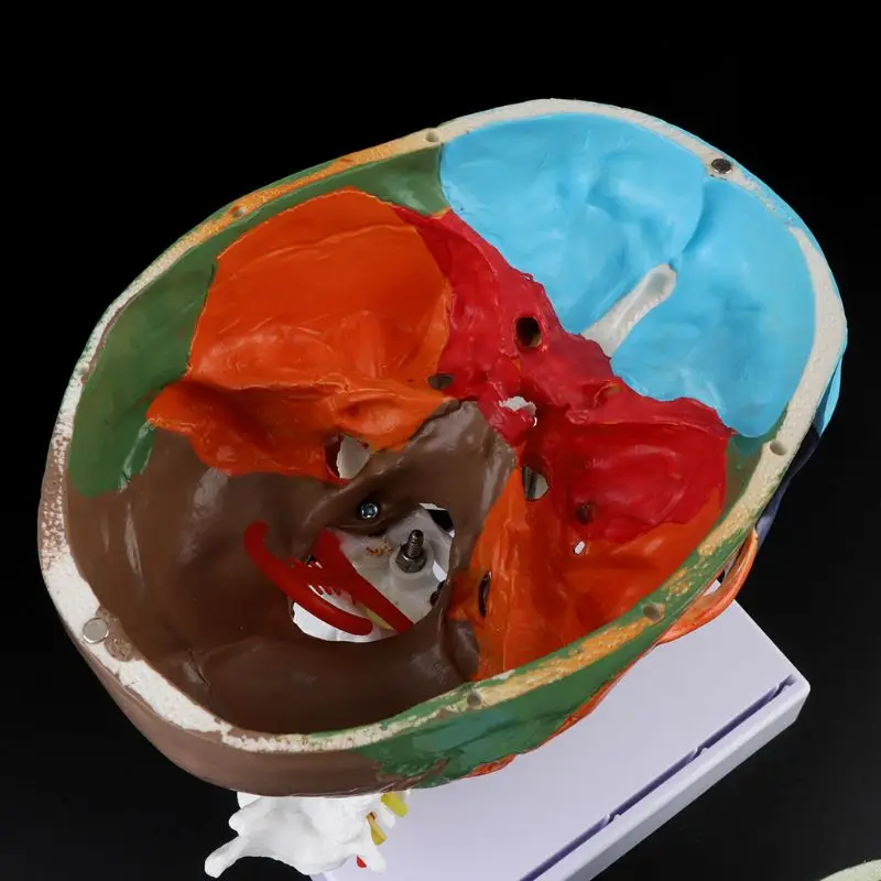 

Human Anatomy Skeleton Anatomical Model with Colored Bones Cervical Vertebra Scu