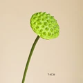 Lotus seedpod - L