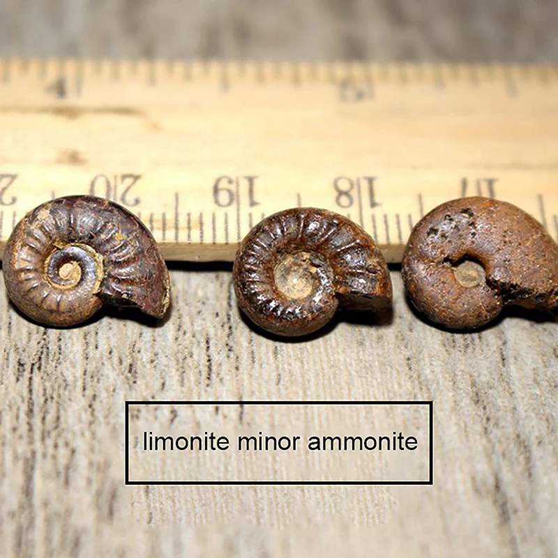 5Pcs Marine Life Fossils Ancient Raw Stones Cephalopoda Specimen Collection Decorations