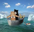 101 Drifting cat