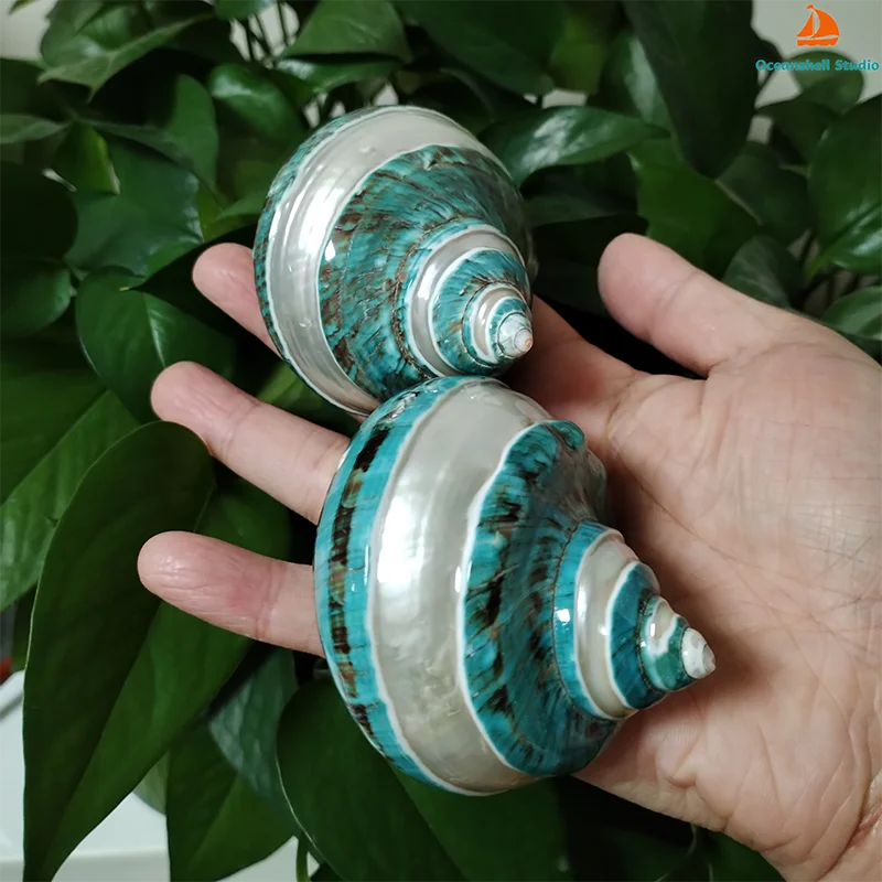 Jade Turbo Banded Seashells Turbo Shell Natural Large Hermit Crab Shells 2PC 8-9CM Green Polished DIY Photography Props