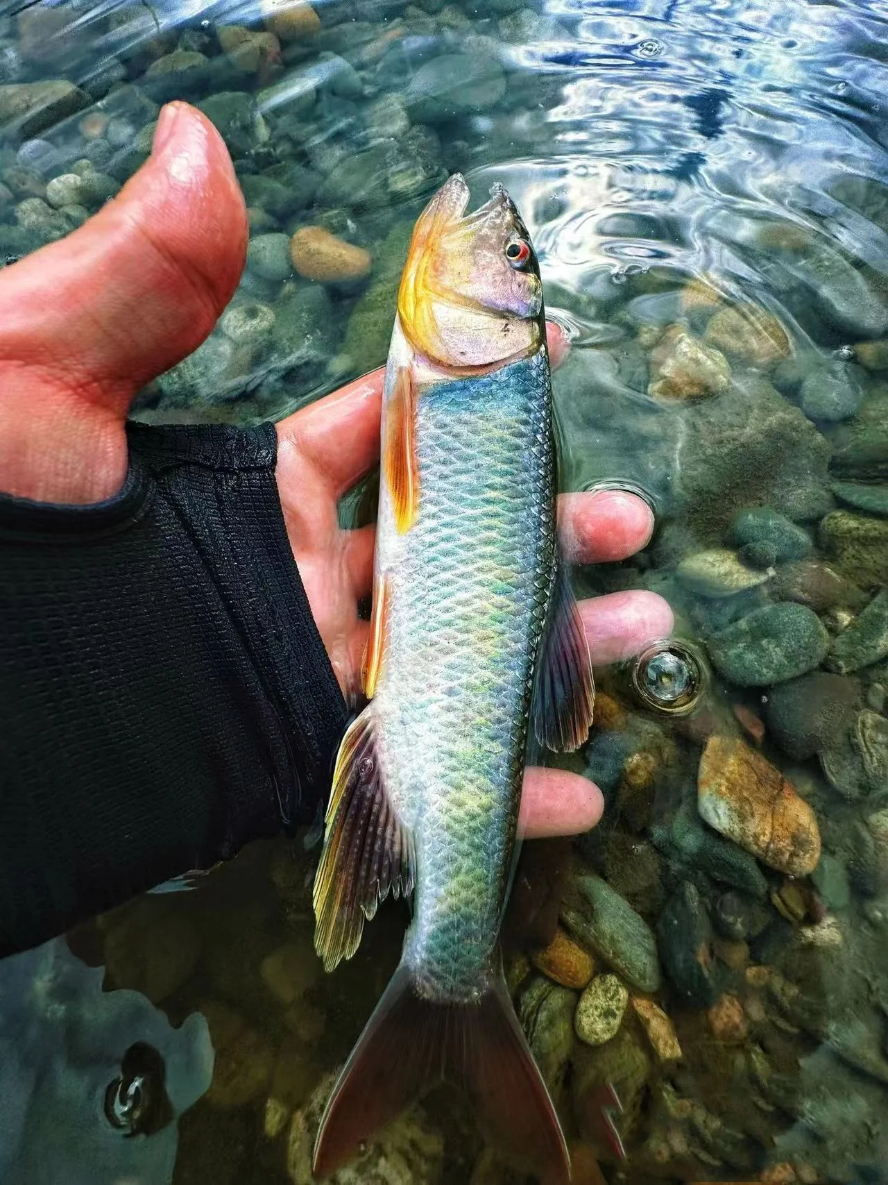 -fly Tying Hook Set- Fly Fishing Gear- White Stripe..