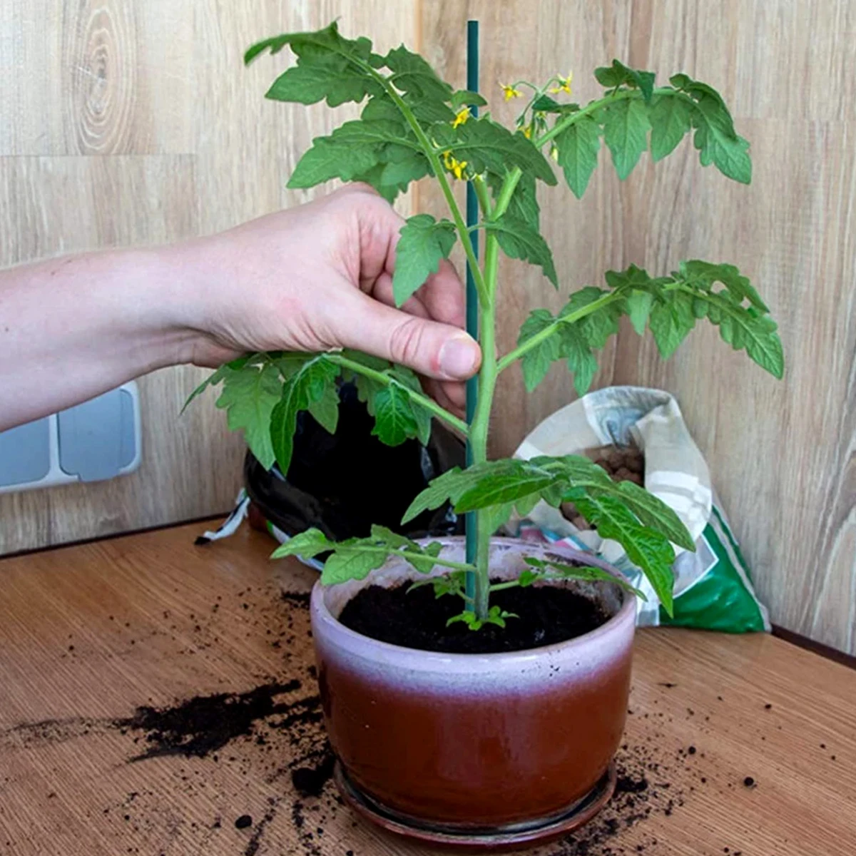 Bamboo Green Plant Support Sticks for Climbing Vines and Flowers