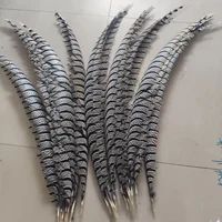 10pcs Lady Amherst pheasant feather 80-100 cm Long 5