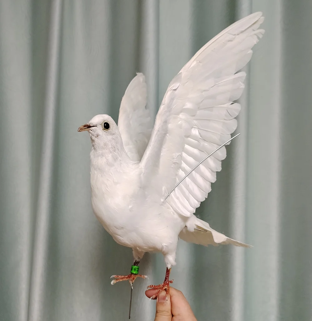 タキシデミー-本物の鳩の標本白い鳥、装飾品、科学、教育、家、庭
