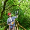 Cordless Electric Pruning Shears with 2 Spare 2.0ah Lithium Batteries (1.44-2m)Extension Pole Tree Branch Cutting Machine 1