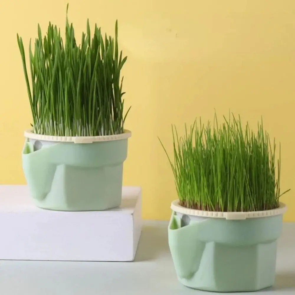 

Easy To Grow Cat Grass Box Planter Hydroponic Reusable Microgreens Growing Kit Cat Grass Growing Pot Detachable