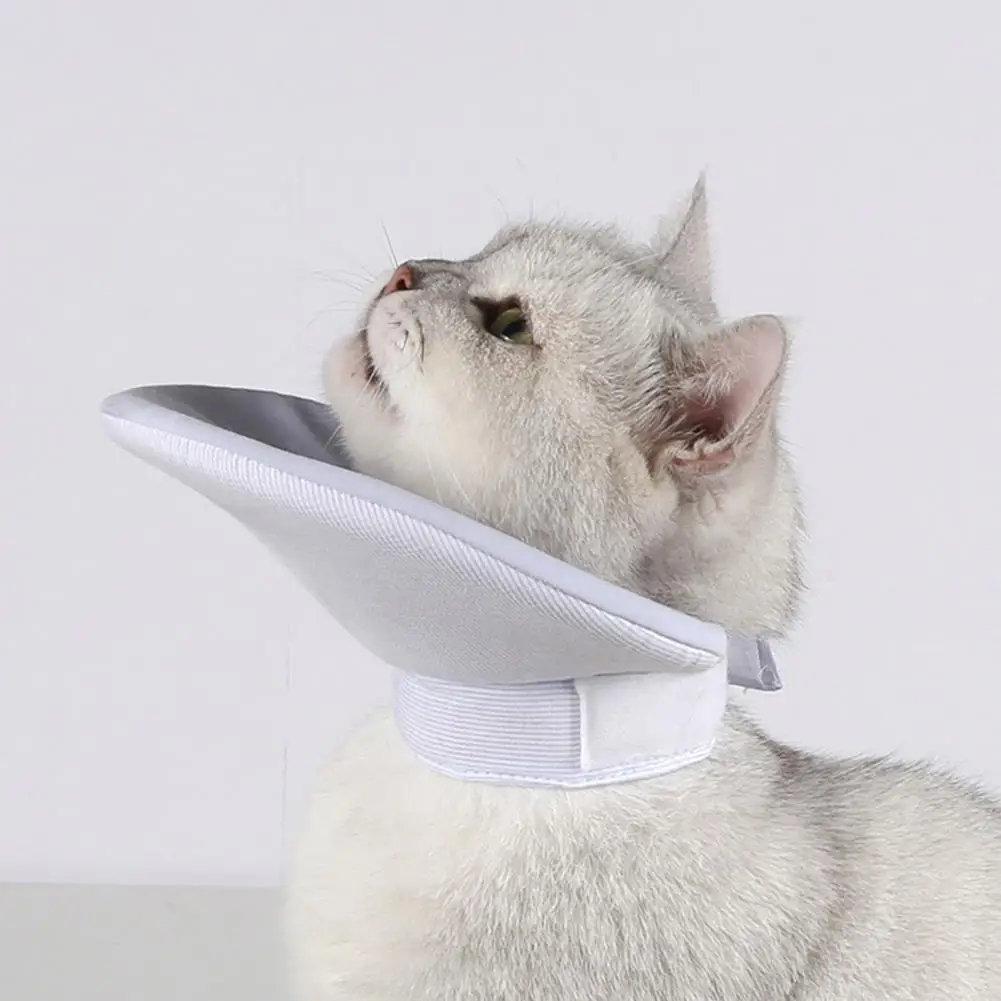 Elizabethan Collar Can A Cat Wear A Dog Collar Cat Dog Elizabethan
