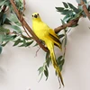 yellow-parrot