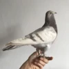 1Pcs real Taxidermy Eurasian gray pigeon Columba specimen Teaching / Decoration 1