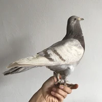 1Pcs real Taxidermy Eurasian gray pigeon Columba specimen Teaching / Decoration 1