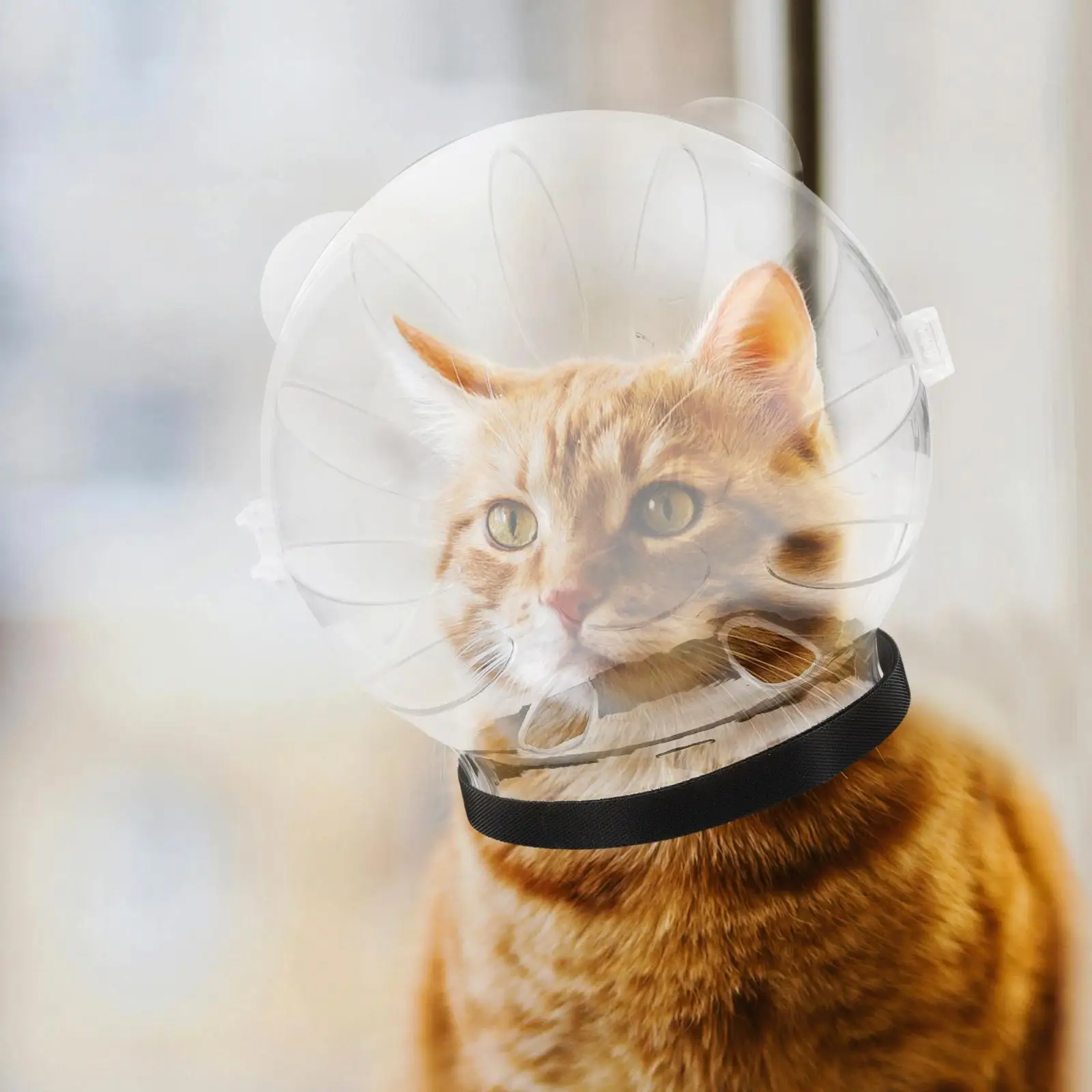 Cat Hood Hairdressing for Grooming Mask Durable Recovery Dog after Surgery Abs Kitten Breathable Bathing