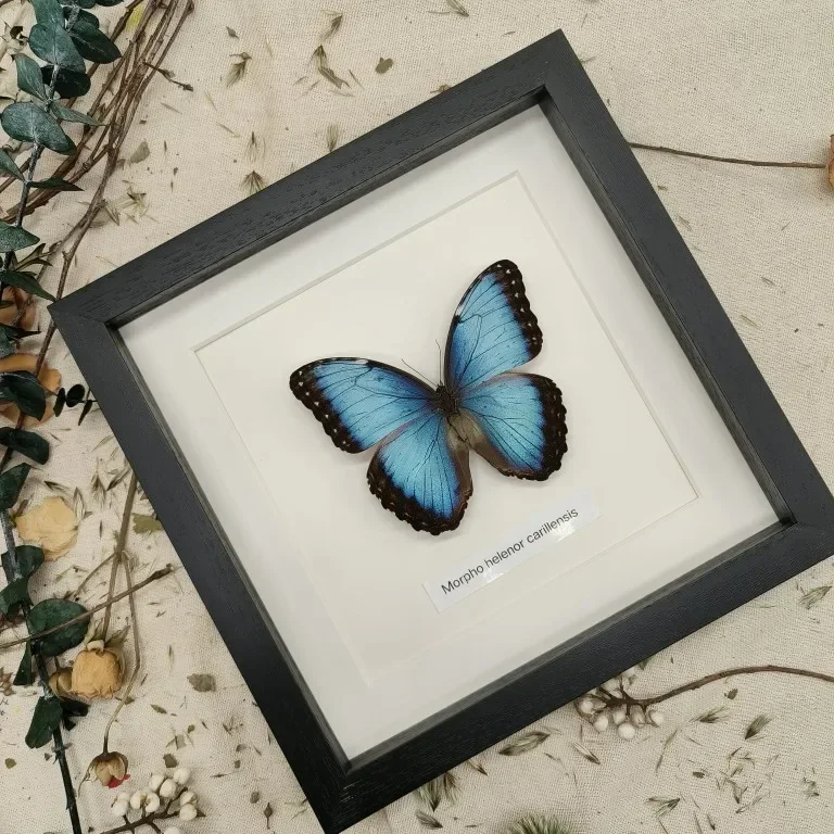 Morpho Menelaus Blue Flash Butterfly Real Butterfly Specimens Wings Have Spread Out Entomologist Insect Lover 2