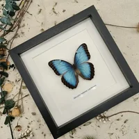 Morpho Menelaus Blue Flash Butterfly Real Butterfly Specimens Wings Have Spread Out Entomologist Insect Lover 2