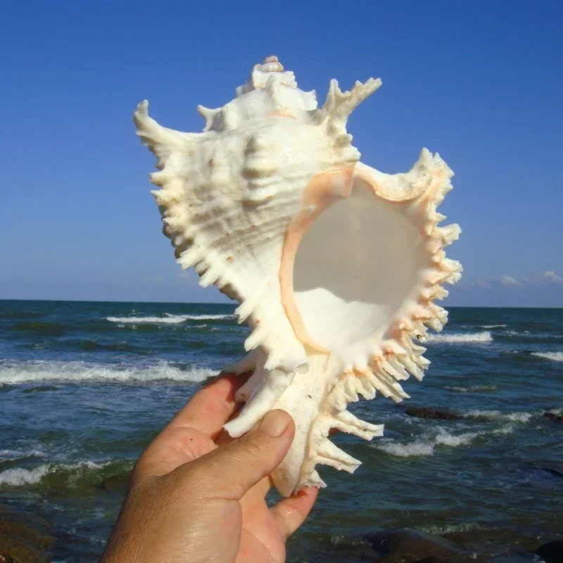 Natural Sea Snail Shell Thousand-handed Frog Snail Fish Tank Landscaping natural shell ornaments