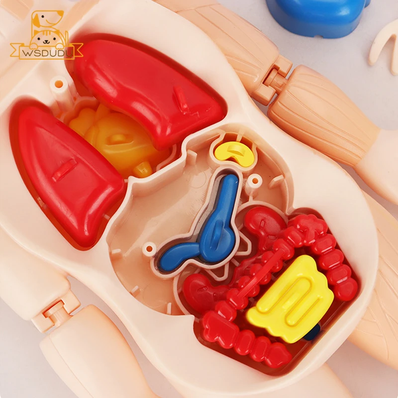 UIGJIOG Modello del Corpo del Torso Umano Modello di Anatomia del Torso 85 Cm Mo