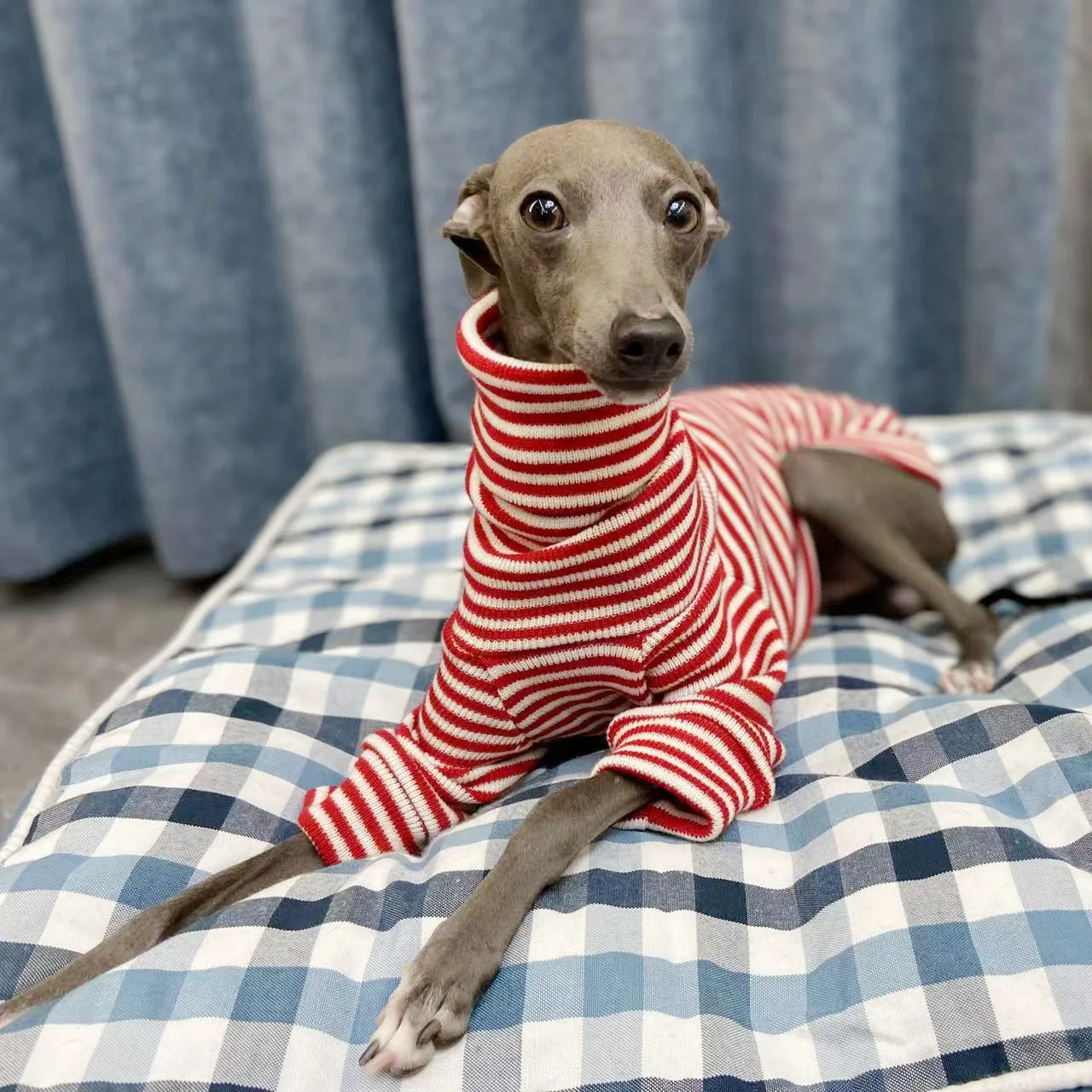 Su-ter-a-rayas-rojas-de-Galgo-Italiano-cuello-alto-acr-lico-suave