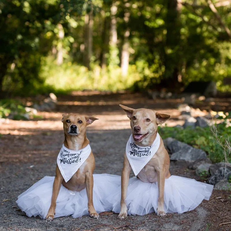Hundehalstuch My Humans Are Getting Married – Hochzeits-Halsband, Verlobungsankündigung Für Hunde