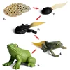 Simulation Biology Model Toy Animals Insects Life Growth Cycle Montessori Children Toys Set Teaching Aids Educational Toys 3