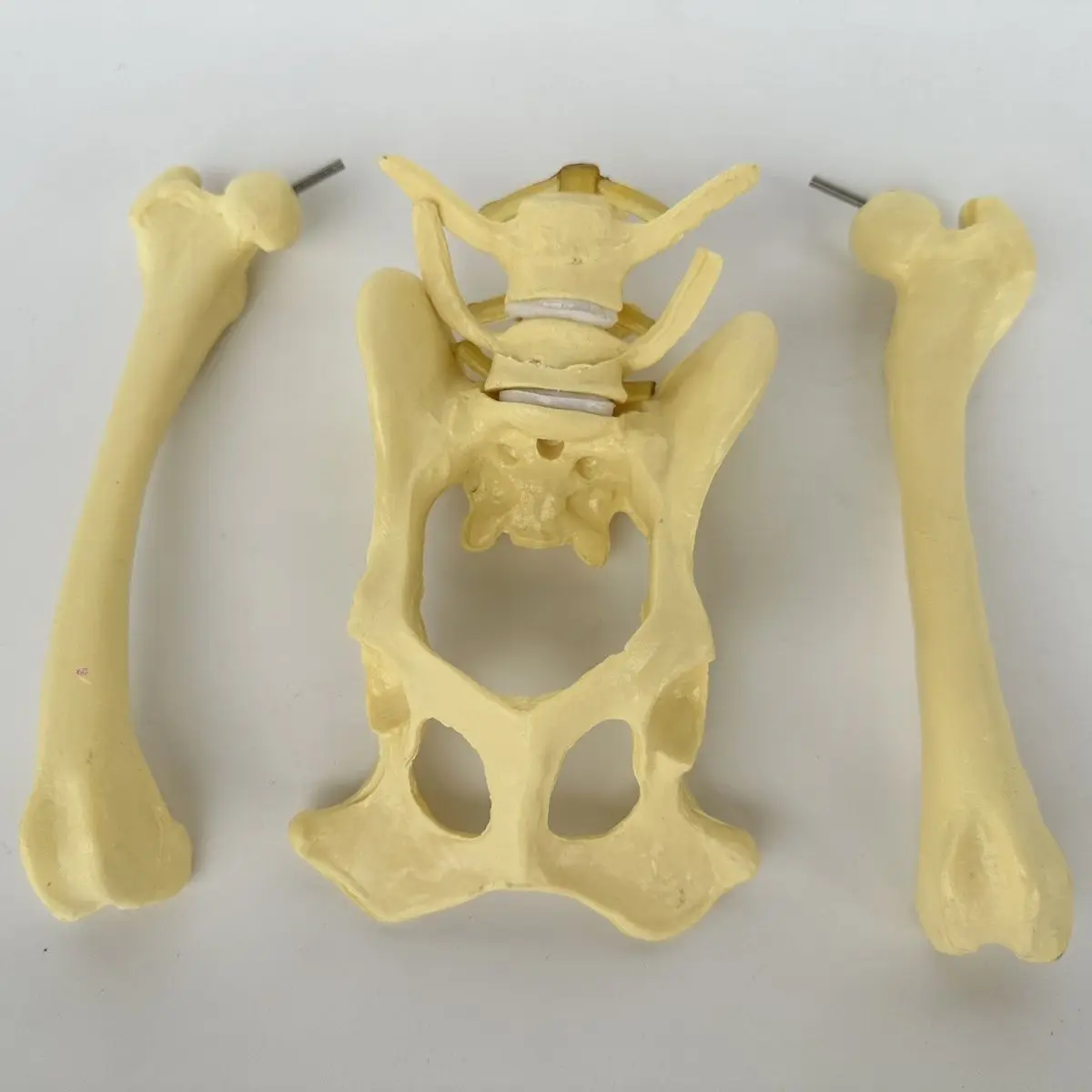 Dog hip elbow knee joint skeleton model, canine skeleton toy, animal bone anatomy, veterinary demonstration, pet hospital use