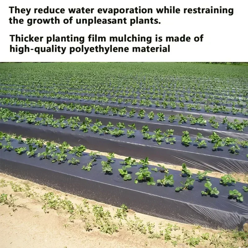 Black Plastic Mulch Film for Greenhouses and Plant Protection