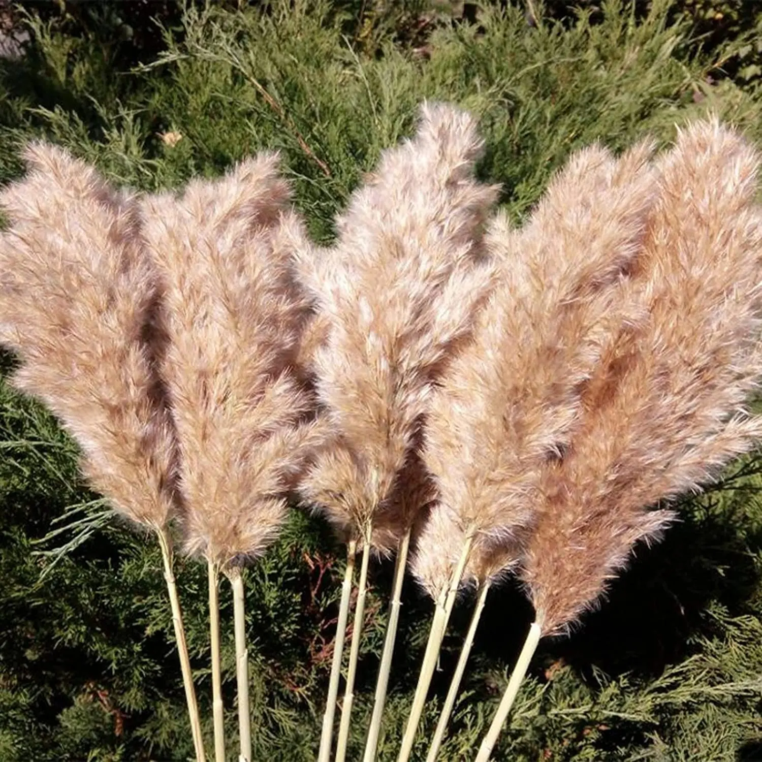 

Large Pampas Grass Dried Flowers, Large Fluffy Natural Dried Pampas Home Boho Decor Country Wedding Pompas Floral Decoration