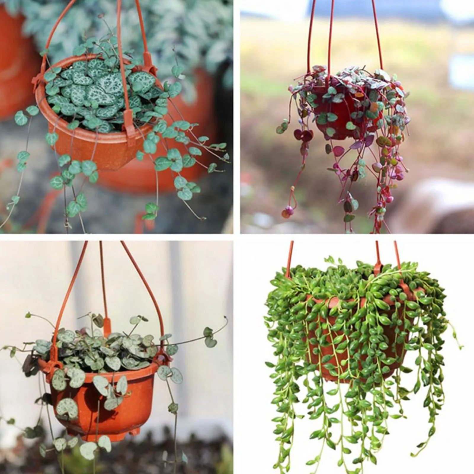 14PCS-Plastic-Hanger-Flower-Pot-Chain-Tray-Plant-Basket-Holder-Care-Soil-Orchid-Balcony-Garden-Wall.jpeg 14Db Műanyag Fogas Virágcserép -Tálca Tálca Kosár Tartó Gondozó Talaj Orchidea Erkély Kerti Fal Dekoráció Kültéri Beltéri Beltér - Image 4