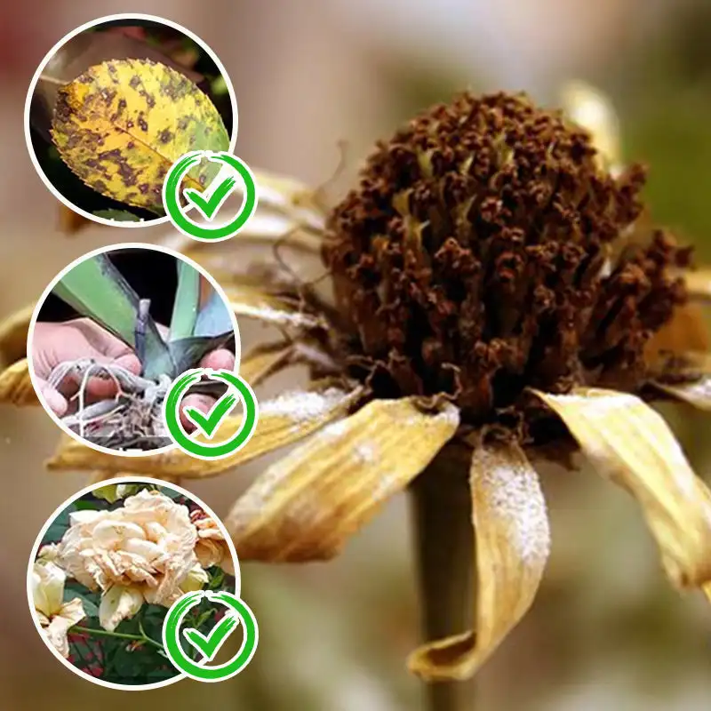 10g/200g Water Soluble Bloom Fertilizer For Flowers Plant Nutrient Powder Rapid Rooting Powder Water Soluble Strong Rooting Grow organic fertilizer,plant fertilizing concentrate,plant root stimulator