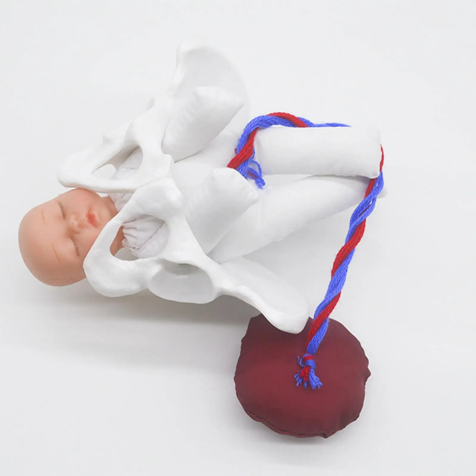 Female Pelvis Model Childbirth Model for Science Education Teaching Study 4