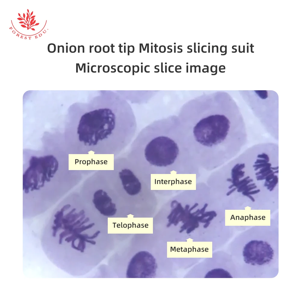 Phases Of Mitosis Onion Root Tip