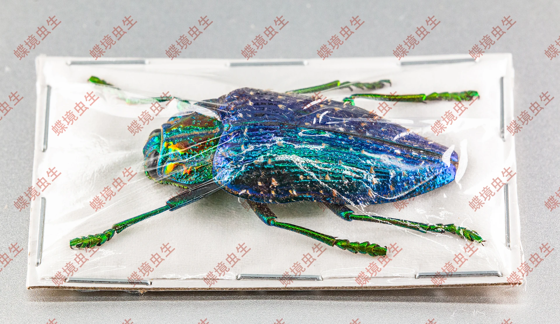 Polybothris sumptuosa gema  Observation on the teaching of real insect specimen home decoration holiday gift sculpture 2