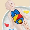 3D Montessori Puzzle Mannequin Human Anatomy Model Children's Learning Organs Toys Educational Body Learning Tools 3
