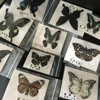Natural Real Beautiful Butterfly Specimens for Hobbies DIY Photo Frame or Home Wall sticker DIY ect 3