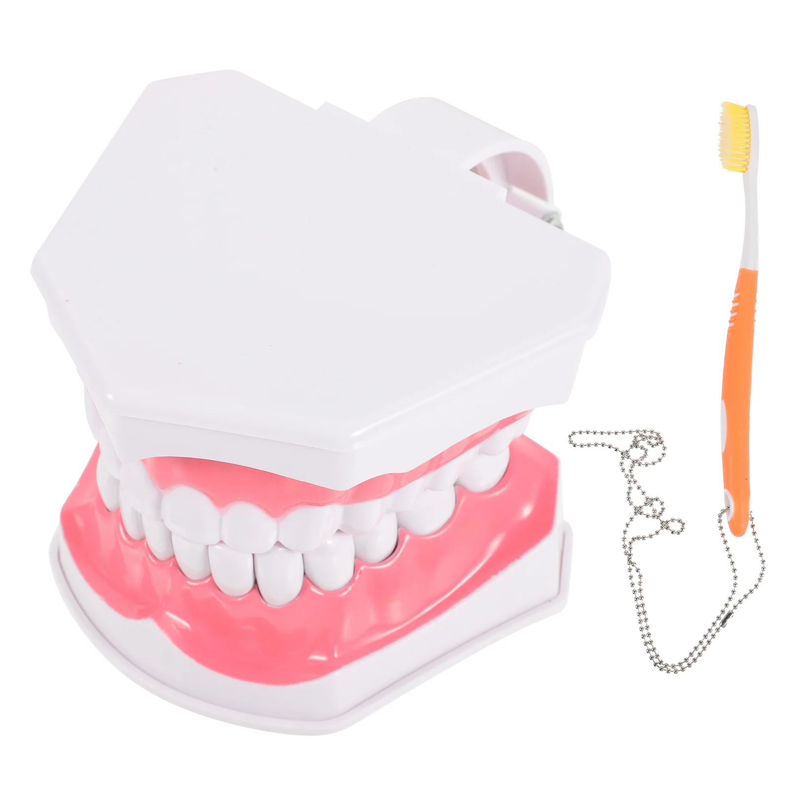 

Dental Standard Tooth Model Teeth Human Body Teaching Extractable Plastic Mannequin