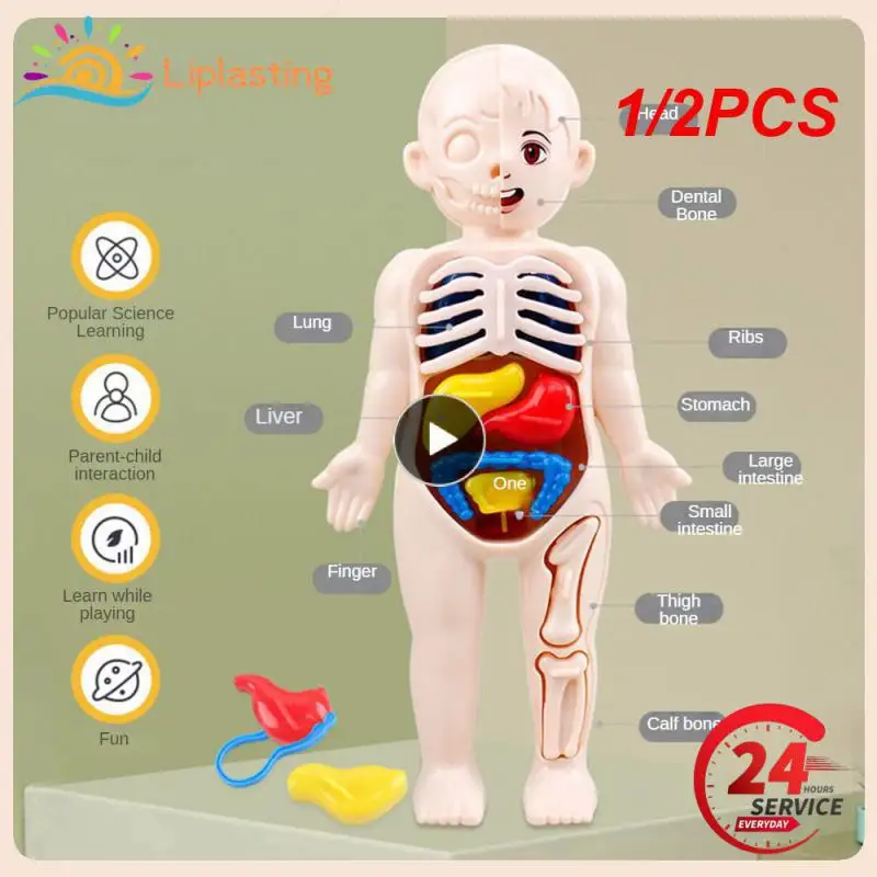 

1/2PCS Set Human Organ Model Children Assembled Early Science And Education Toys 3D Puzzle Human Body Anatomy Model