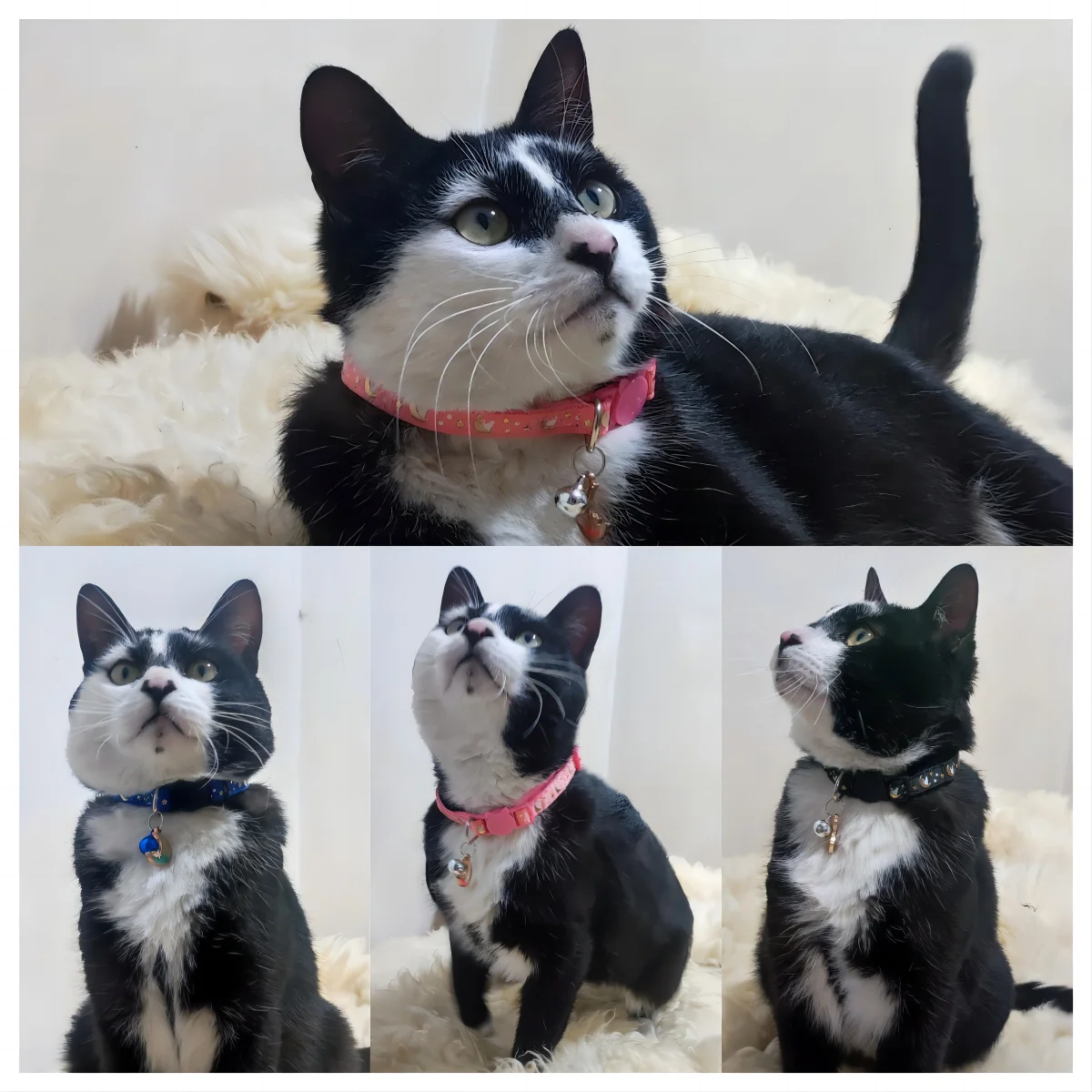 Moon and Star Cat Collar，Pets Collar with Bell Pendant - A Fashionable Safety Cat Accessory 5
