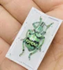 Rare Indonesian Weevil Specimen Rhinoscapha Dohrni Real Insect Beetle Mosaic Art Collection Home Decor Statue 1