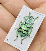 Rare Indonesian Weevil Specimen Rhinoscapha Dohrni Real Insect Beetle Mosaic Art Collection Home Decor Statue 1