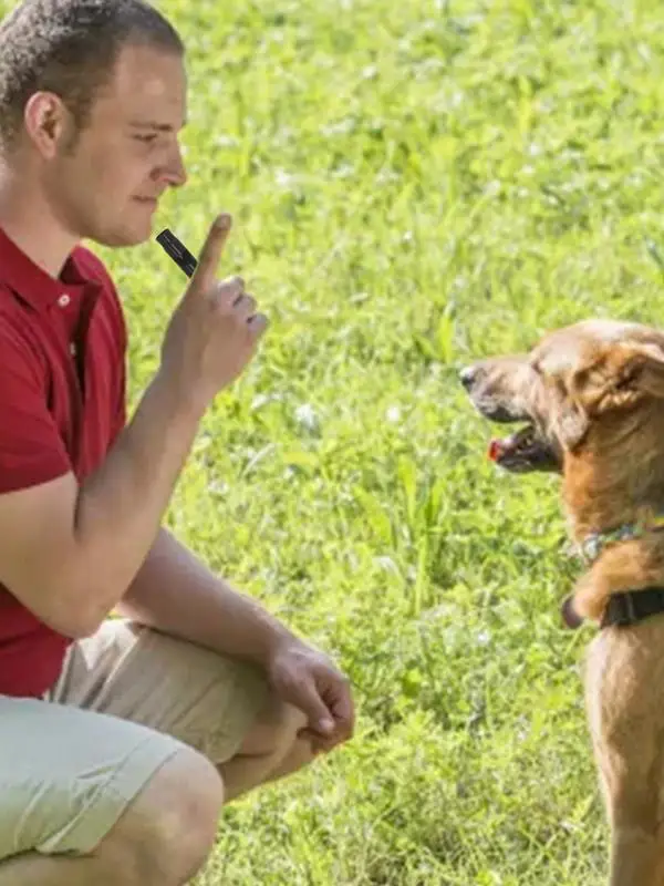 Dog Training Whistle Ultrasonic Dog Training Whistle To Stop Barking Bark Control Portable Tools