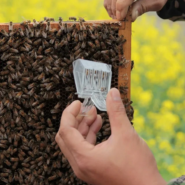 Queen Bee Catcher Ketrec Méhészek Rofesszionális Méhész Eszköz Műanyag Átlátszó Méhcsapda Clip Professzionális Méhészeti - Image 4