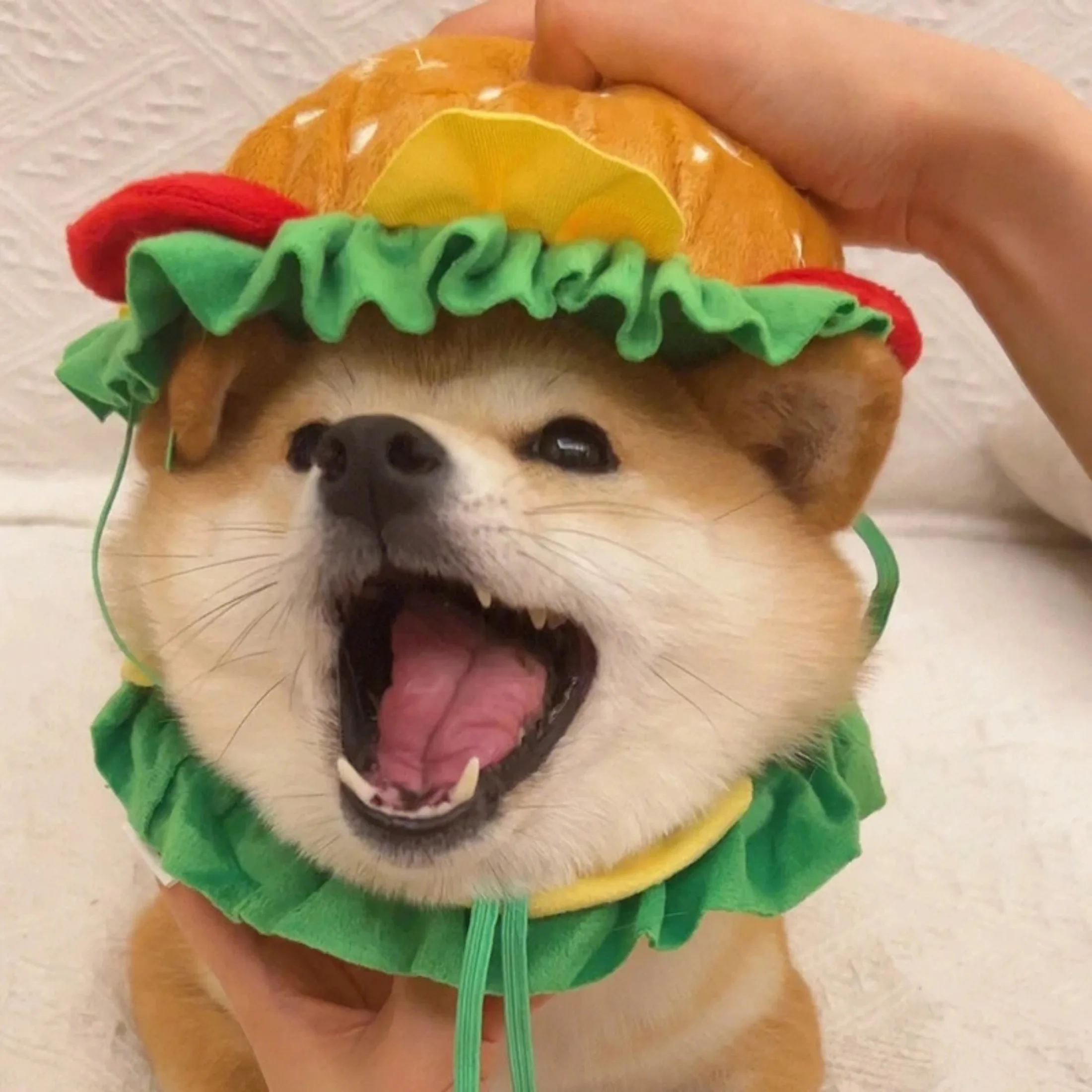 

Halloween Pet Dog Burger Hood Collar Hat Cartoon Pet Fries Bib Messing with Weird Costumes Elisabeth Circle Cosplay Cat Costume