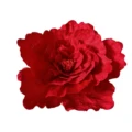 50cm Red