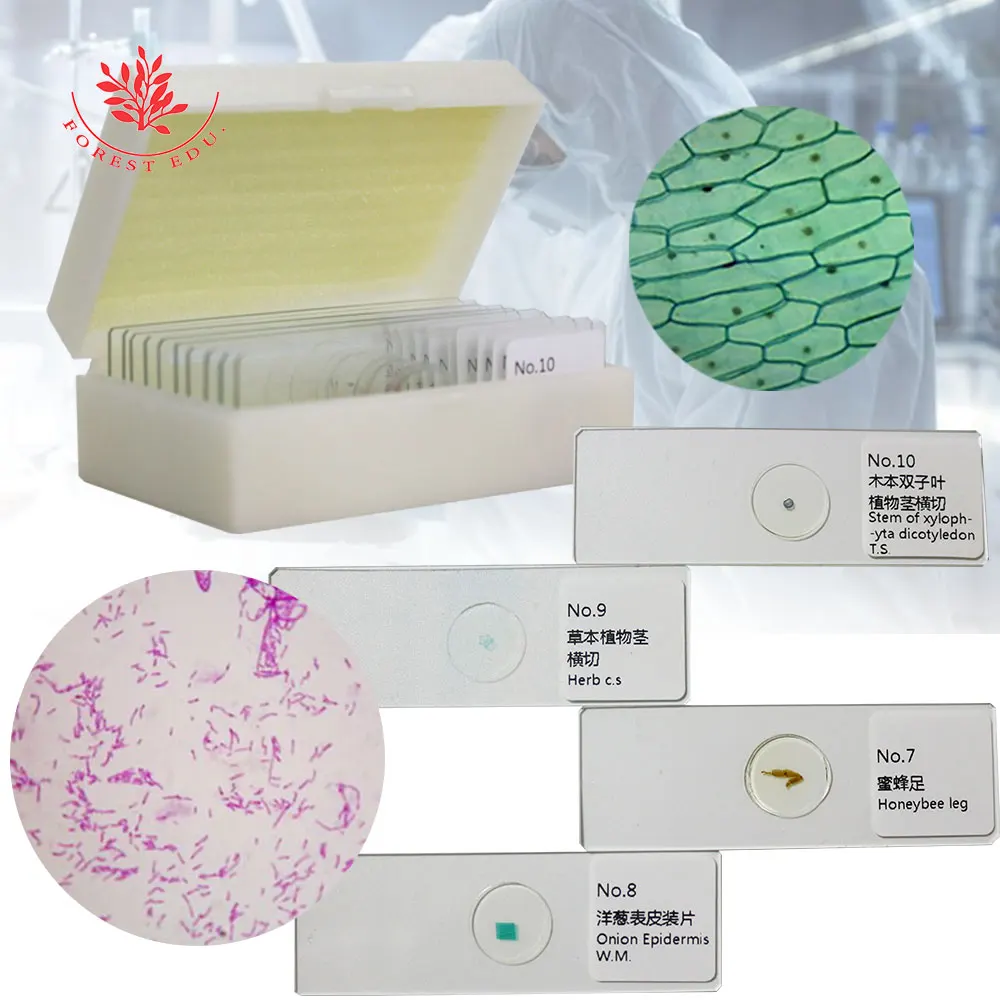Prepared Slides Microscope 10 Hot sell Biological Slides Set Including