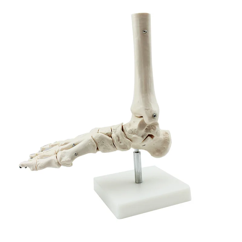 Human foot and foot joint model Orthopedic medical teaching demonstration Human skeleton model Skeleton six joint