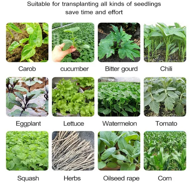 A Beépített Palánta Indító Növekszik Növény Optimális Növekedése Érdekében - Image 5