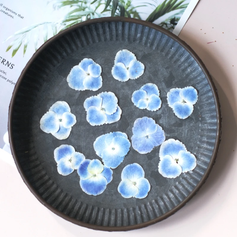 50 Stück/2-4cm, Weiß umrandete, blau verlaufende Hortensienblüten, gepresste Blütenblätter für DIY-Gesichts-Make-up, Kleberarbeiten, Handyhüllen und Untersetzer – Detail 3
