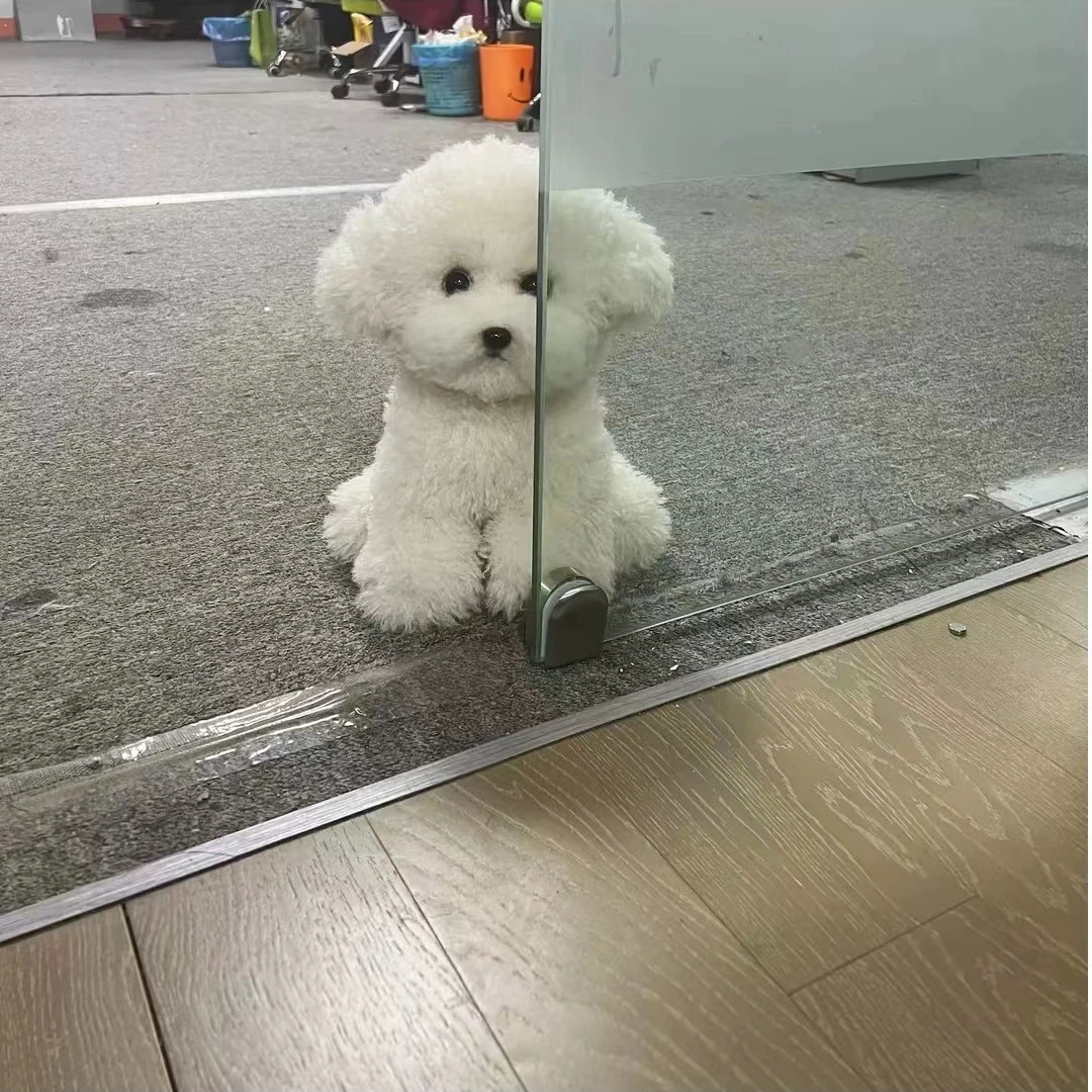 Cute Simulation Curly Dog Bichon Dog Plush Toy Kawaii Real Life Plush Toys Girl Birthday Girlfriend Gift Accessories 4