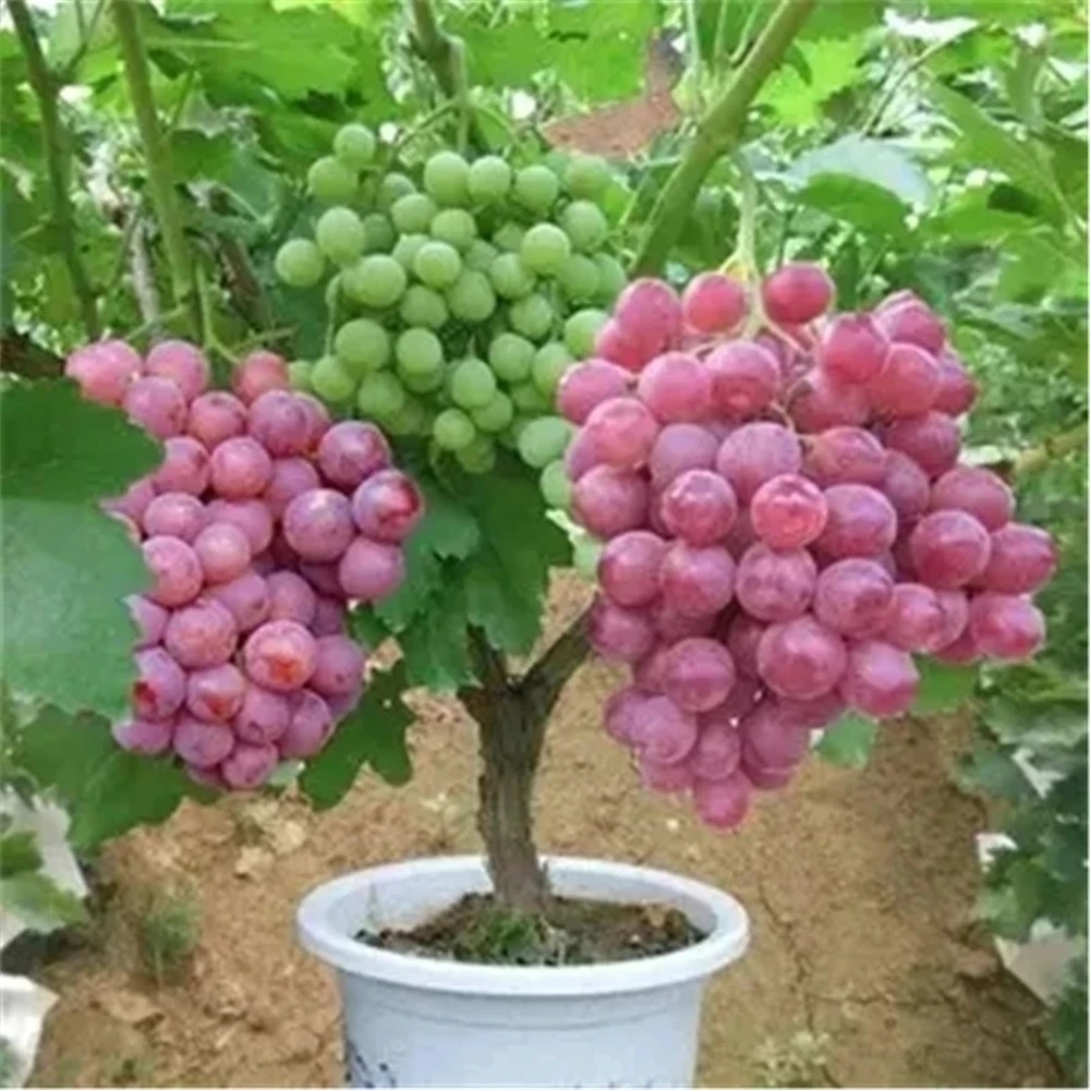Sideboard Furniture For Fruits Vegetales Grape Plant