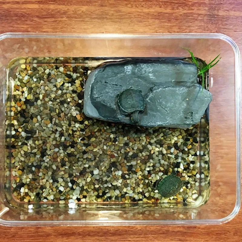 Terrarium Turtle Accessories 4