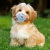 Cat Pacifier Teething Toys, 4PCS Butterfly Shape Silicone Chew Toys with Cover for Kitten Puppy Calming, Soothing Chewing Relief 5